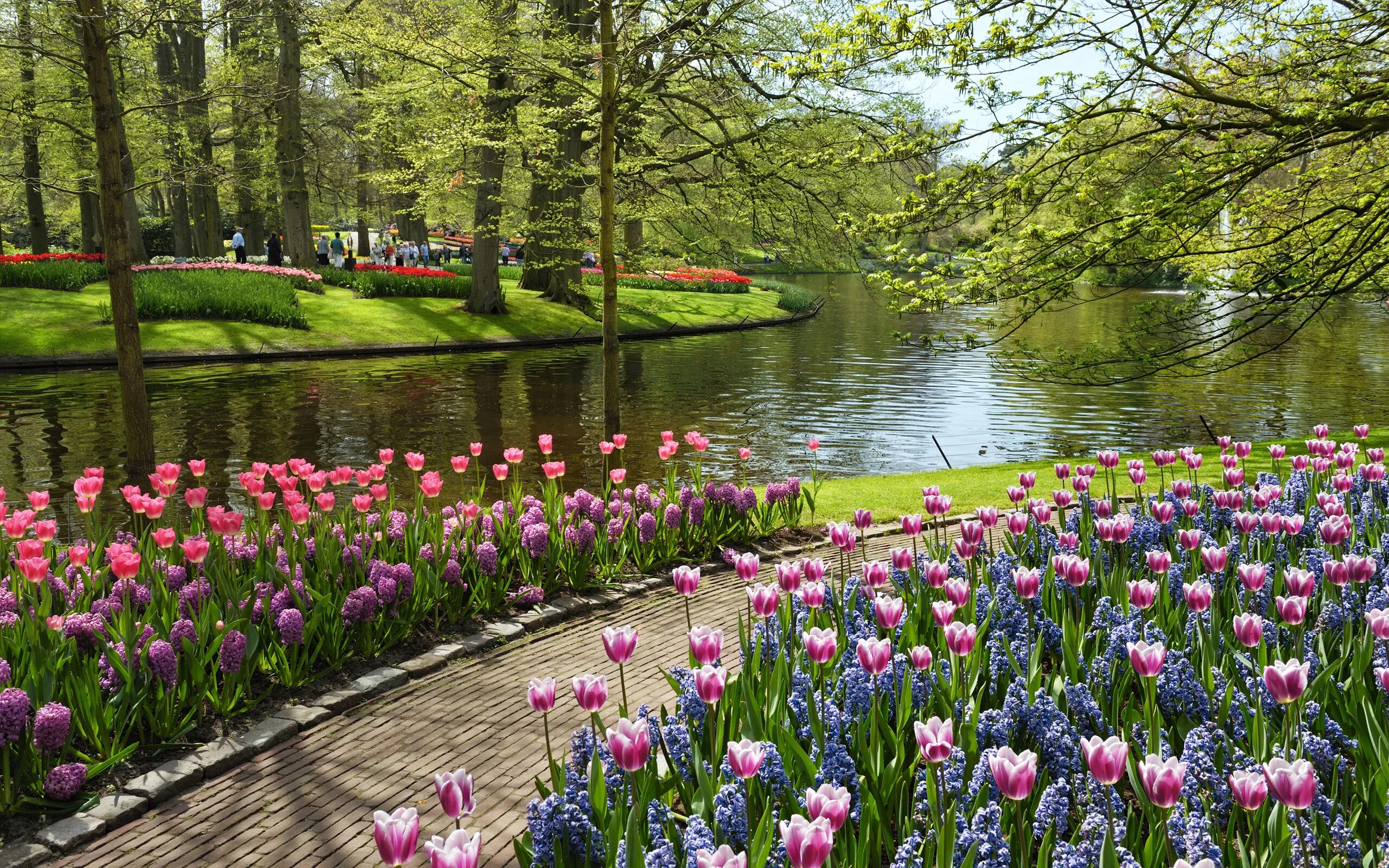 Парк «Кекенхоф» (Keukenhof) летом. Парк тюльпанов, Кекенхоф.. Парк цветов кёкенхоф (г. Лиссе). Флауэрс Гарден парк. Заставка весенняя природа