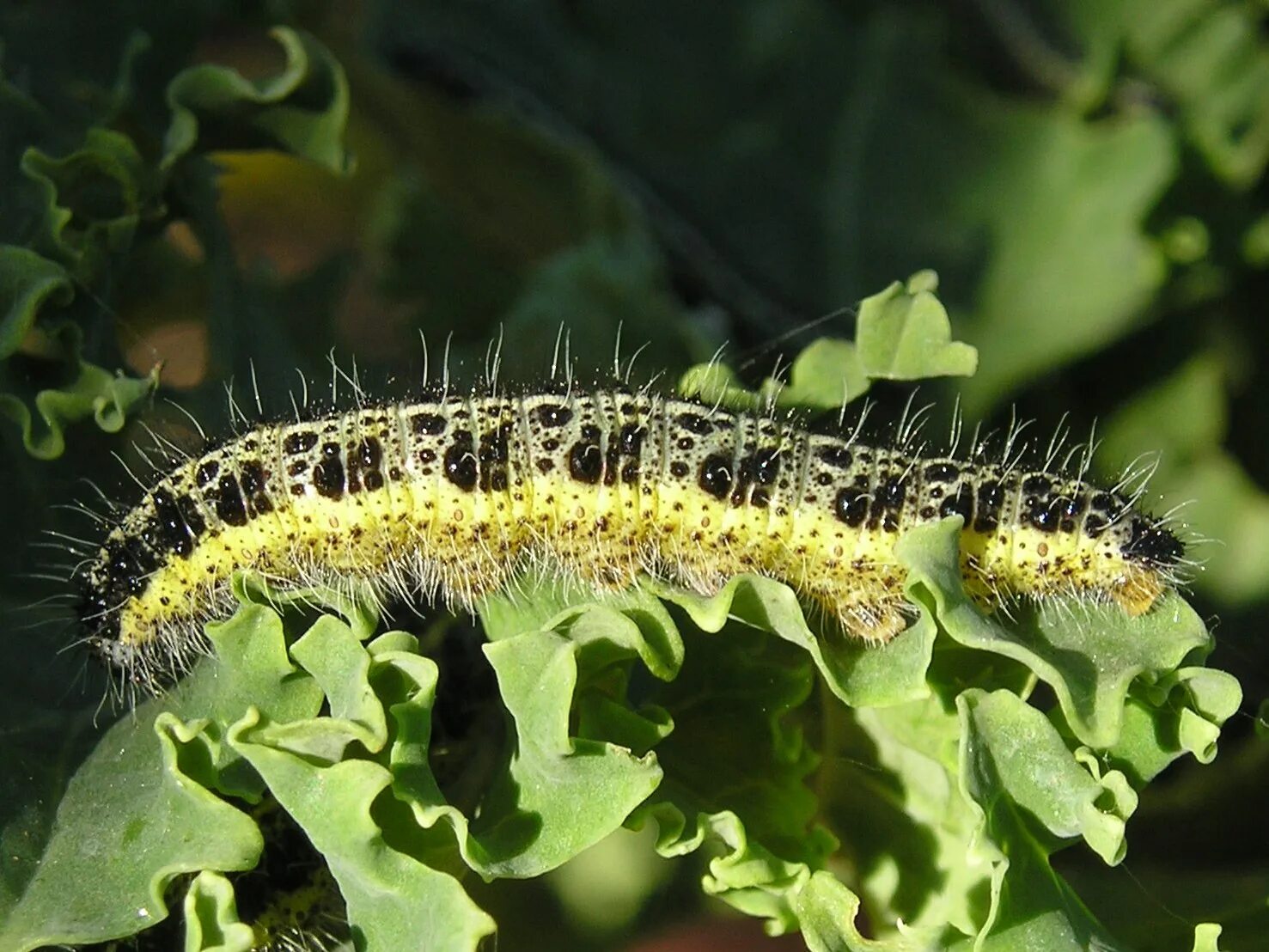 Гусеницы бабочки белянки. Гусеница бабочки капустницы. Pieris brassicae гусеница. Гусеница капустной белянки. Гусеница капустницы белянки.