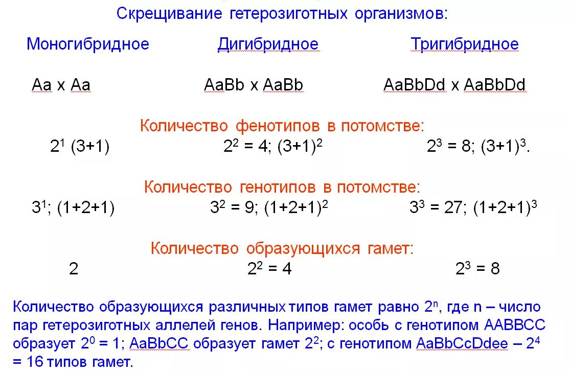 Дигибридное гетерозиготное скрещивание