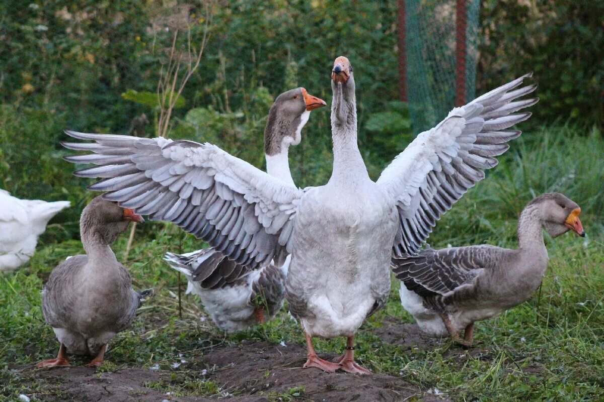 селезень утка гусь лебедь. московский гусь. дикий гусь пискулька. тулузский холмогорский гусь. три гусыни.