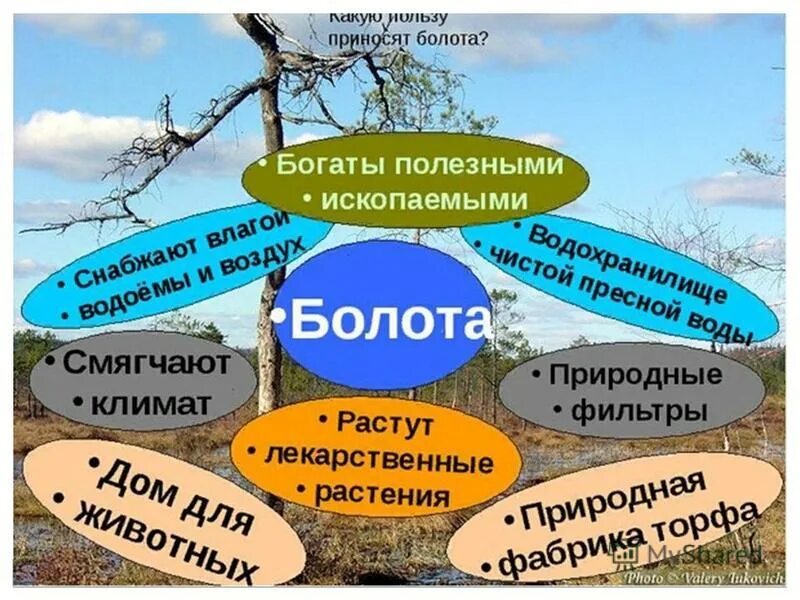 Болото деятельность человека. Значение болот в природе и для человека. Значение болота для человека и природы. Чем полезно болото для человека. Значение болота для человека.