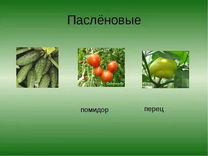 Овощи семейства пасленовых список