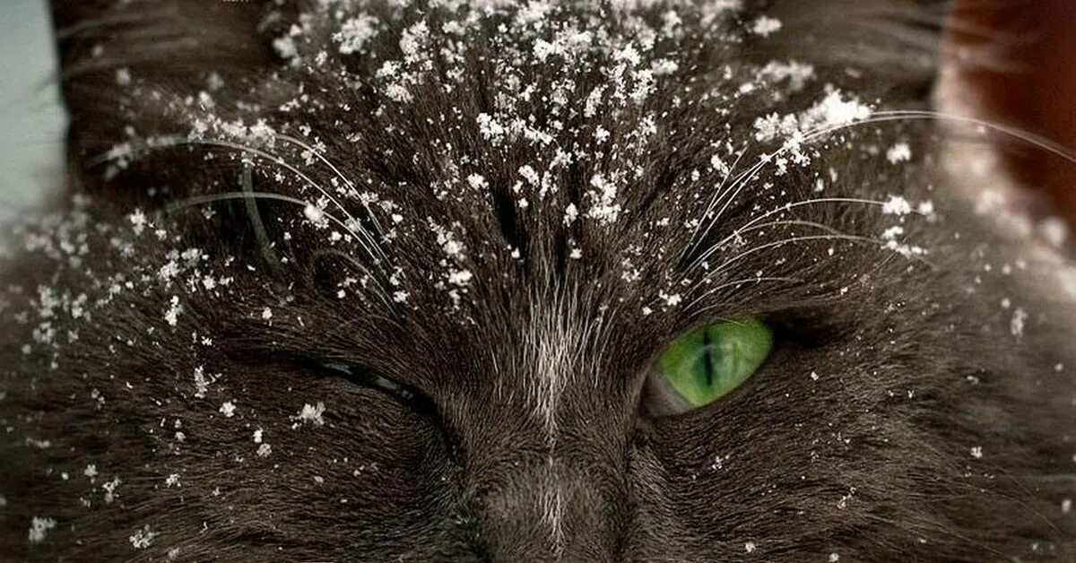 Кот со. Кот зимой. котик с о снежинкоц на носу. котик со снежинкой на носу. кот со снегом на голове.