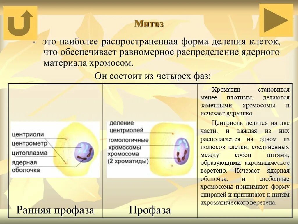 Состоит из четырех фаз. Ранняя профаза митоза процессы. Ранняя и поздняя профаза митоза. Поздняя профаза митоза. Митоз состоит из четырех фаз.