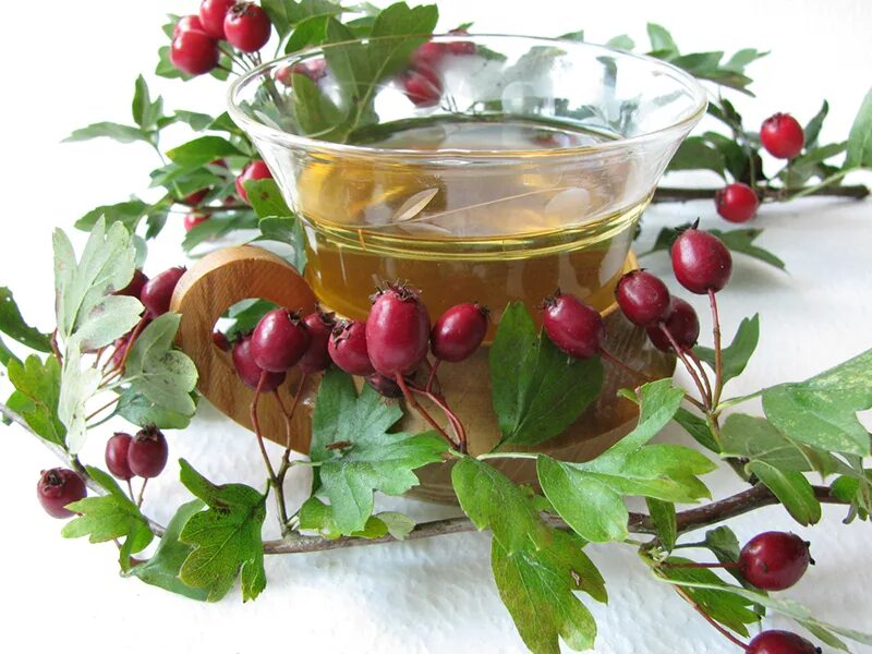 боярышник шиповник давление. отвар из боярышника и шиповника. боярышник шиповник давление. боярышник мята. боярышник экстра.