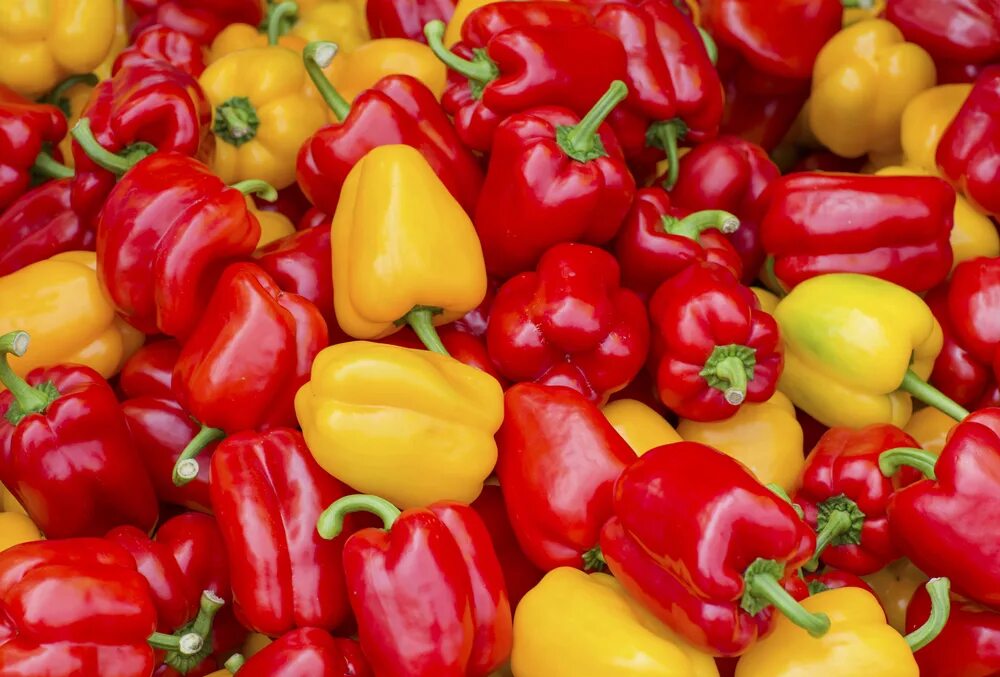 Сладкий перец овощ. Перец Capsicum annuum. Болгарский сладкий перец. Перец красный сладкий. Перец болгарский разноцветный.