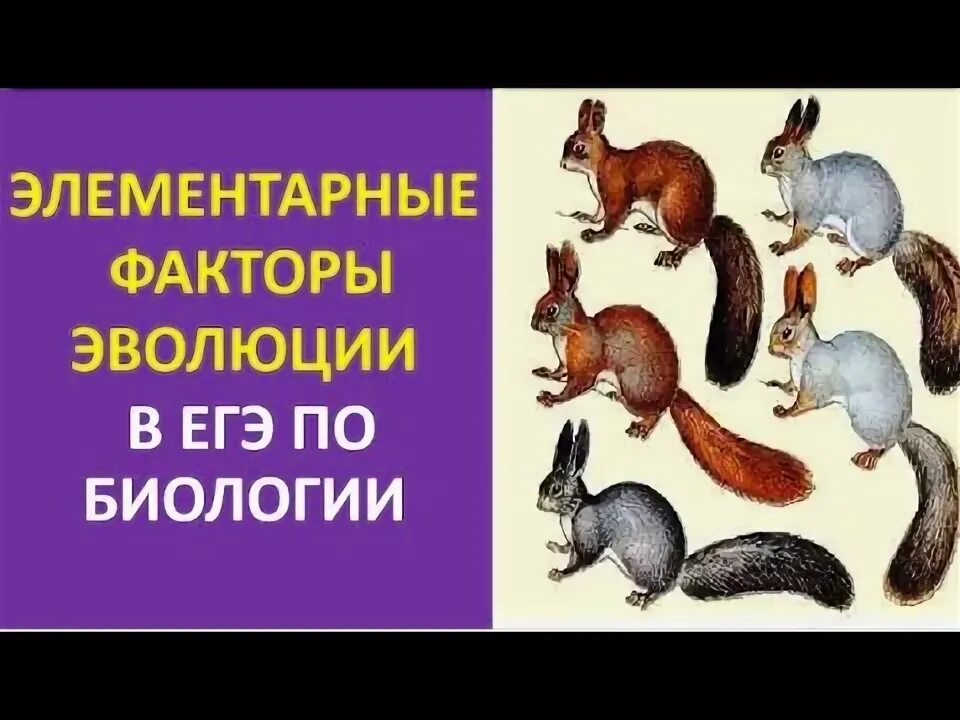 Тест по теме факторы эволюции. Элементарные явления эволюции. элементарный материал эволюции. микроэволюция. факторы эволюции егэ.