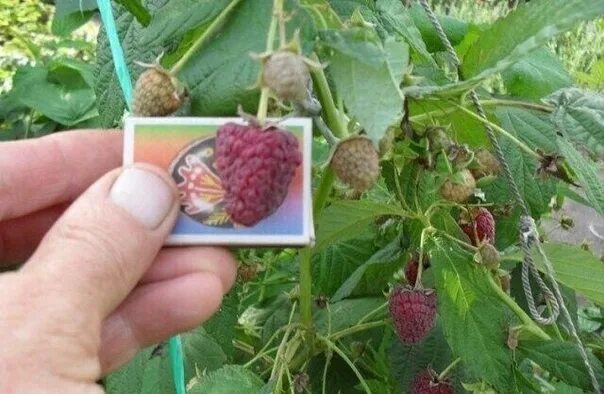 Сорт малины посадка и уход. Сорт малины нижегородец. малина ремонтантная красная гвардия. саженцы малина красная гвардия. малина ремонтантная нижегородец.