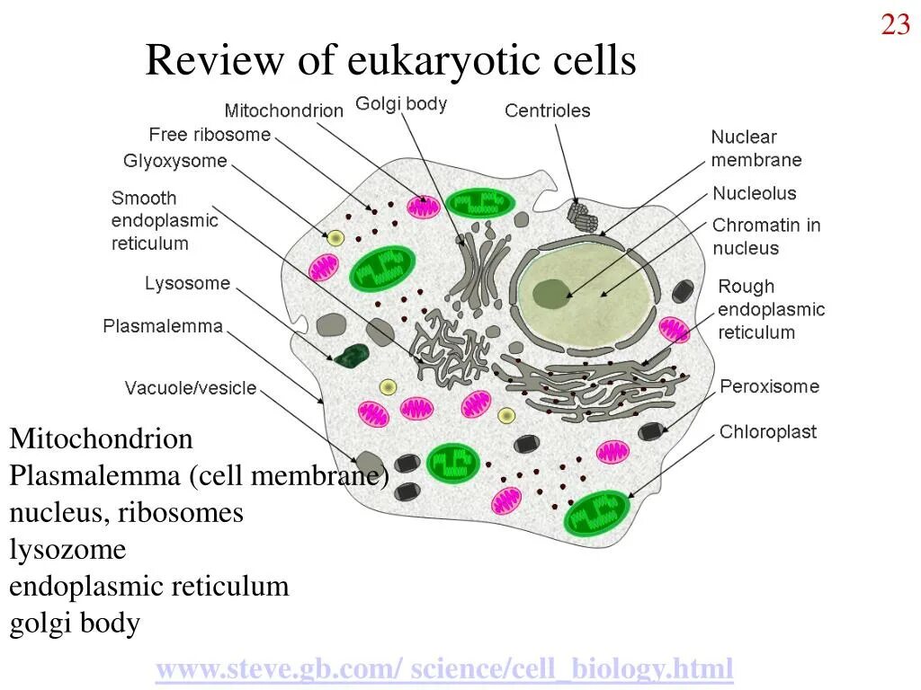 Eukaryotic. Цитология. Eukaryotic Cell. Eukaryotic Cell structure.