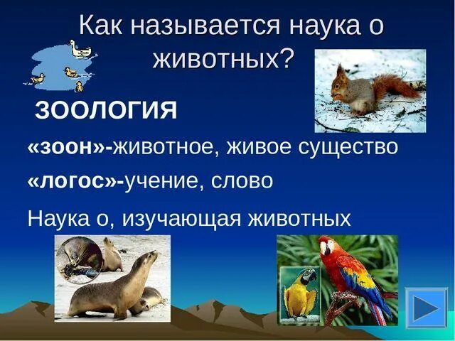 Наука которая изучает животных. Зоология презентация. Как называется наука о животных. Как называется наука о животных 3 класс. Зоология это наука о животных 5 класс.