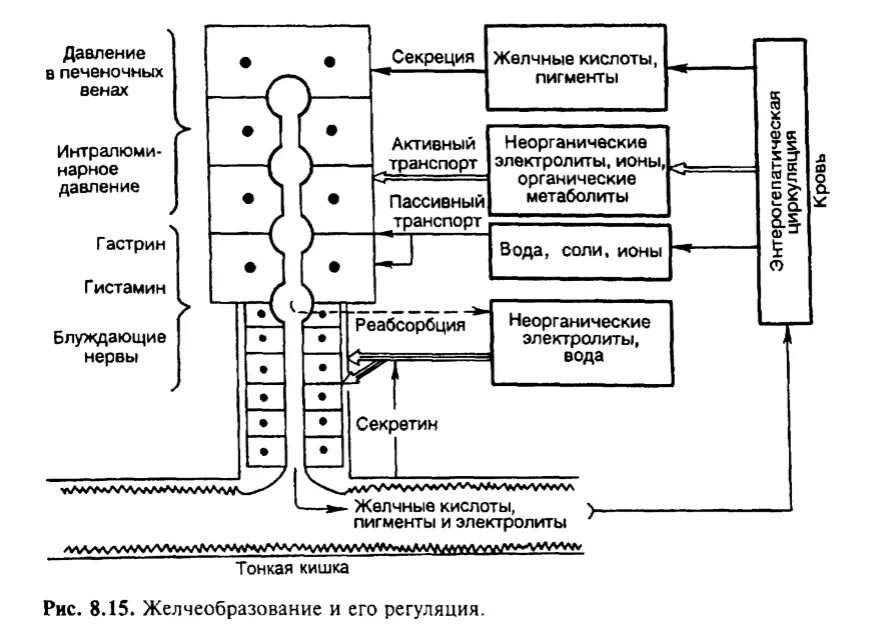 Механизм образования желчи физиология. Регуляция образования и секреции желчи. Схема регуляции образования и секреции желчи. Схема механизма образования желчи.