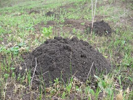 Норка кротов