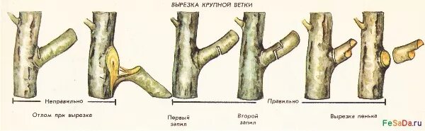 Срез на кольцо. Правильное обрезание плодовых деревьев на кольцо. Расщепился ствол яблони. Спил веток плодовых деревьев на кольцо. Срез ствола яблони.