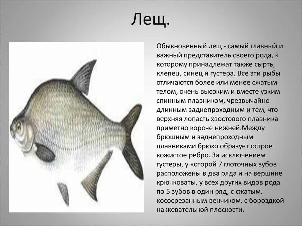 Сколько видов лещей