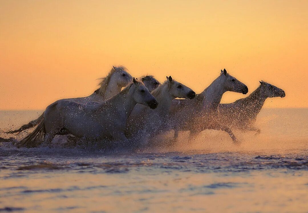 Лошадь бежит. Табун лошадей. Бегущий табун лошадей. Лошадь бежит по воде.