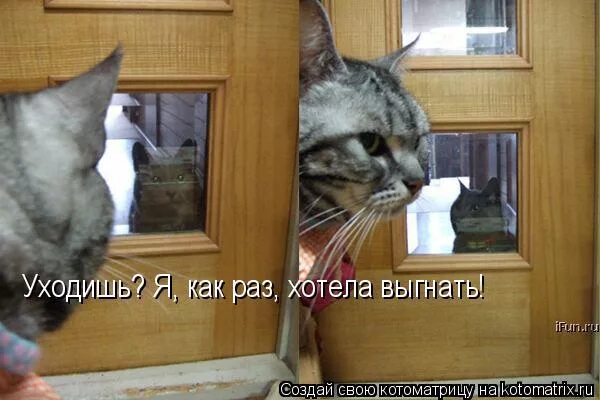 мемы выгнали. стихи про оксану смешные. ждем весну цитаты. тараканы в голове. кота вышвыривают за шкирку.