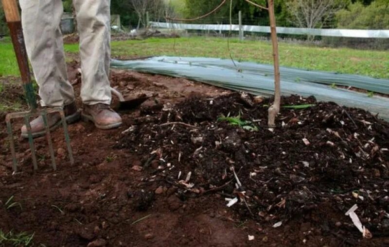 Деревья удобряющие землю. Рыхление почвы вокруг деревьев. Деревья удобряющие землю. Мульчируем плодовые деревья и кустарники. Деревья удобряющие землю.