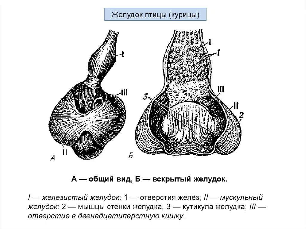 Желудок курицы строение. Мускульный желудок у птиц. Железистый и мускульный желудок у птиц. Железистый желудок у птиц.