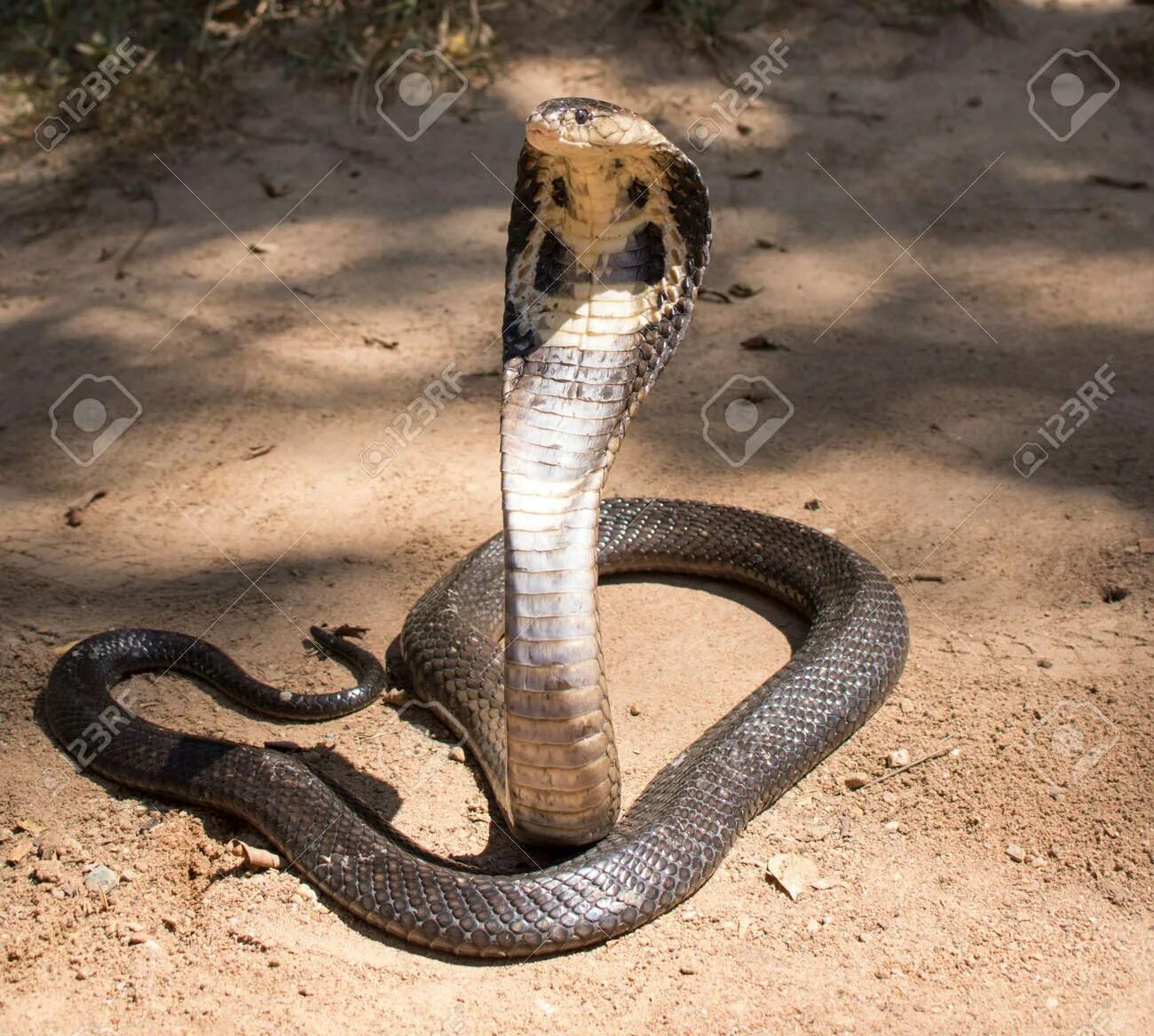 The cobra is a common poison
