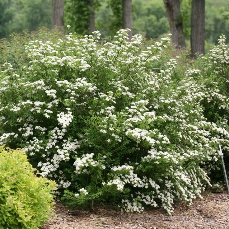 Spiraea x arguta, "Garland Spirea" A spring blooming shrub Shrubs, Border plants