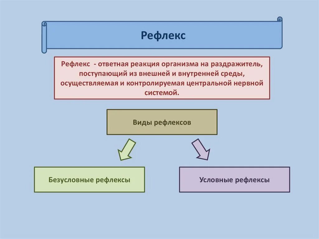 Видоспецифичные рефлексы. Виды рефлексов. Рефлексы виды и типы. Типы рефлексов схема. Рефлекс понятие виды.