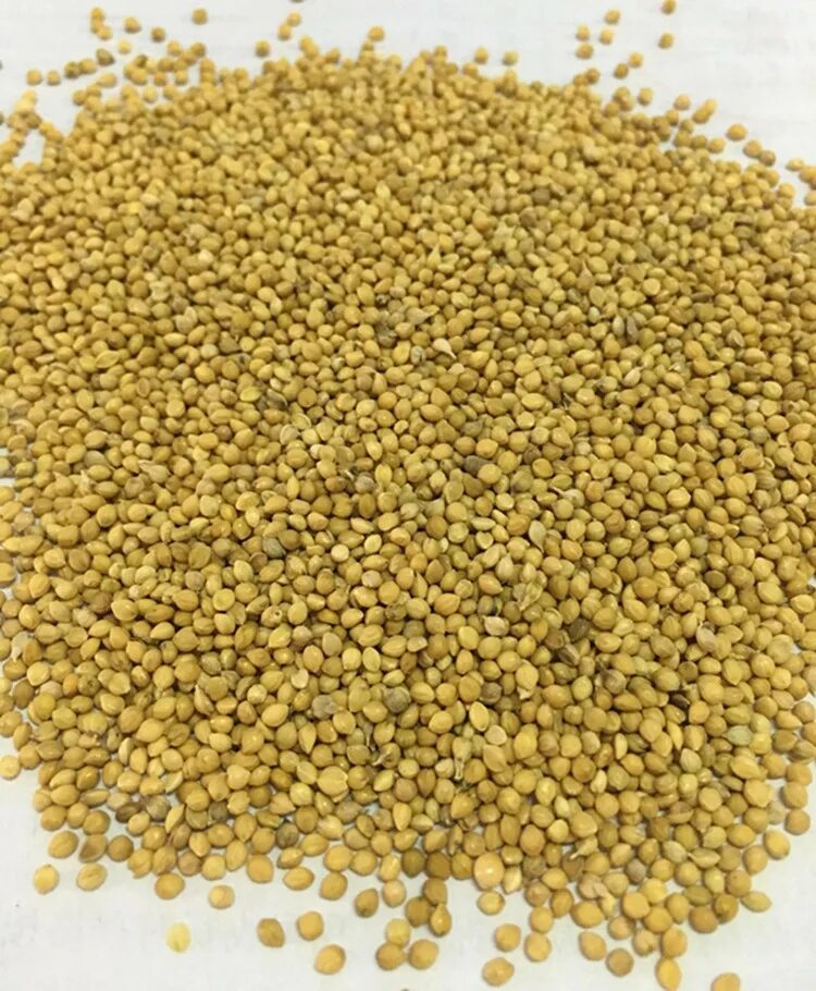 Miglio Nero Seme Uccelli Pet Food Cibo Del Miglio Cibo Degli Uccelli Buy Produ