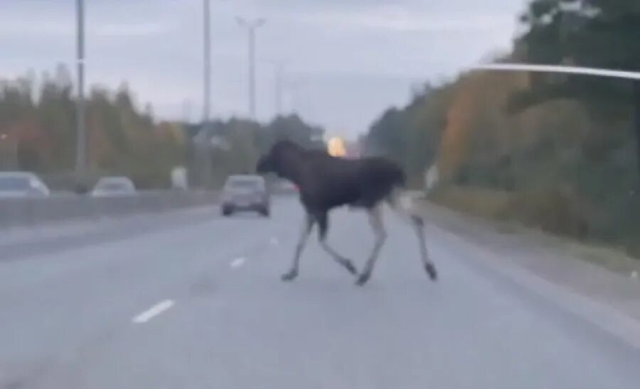 Лось ушел. Молодые лоси на дороге. Лось в городе.