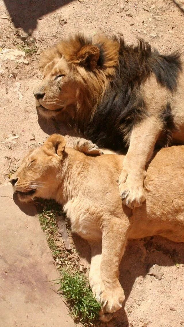 Лев и львица. Спящие львы. Лев. Воспитана львом