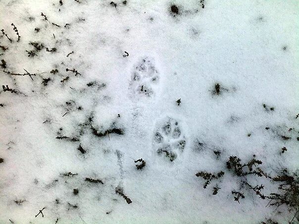 Волчьи следы фото. След шакала и волка. След волка. Следы волка на снегу. Следы шакала на снегу.