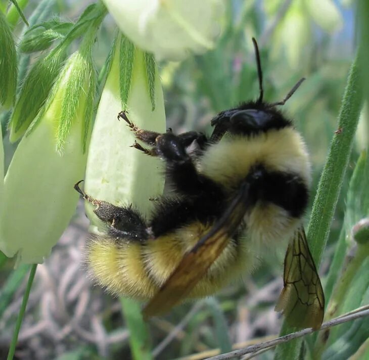 Пчелы и шмели тип взаимоотношений. Степной Шмель Bombus fragrans. Bombus Bombus Шмель. Шмель Степной – Bombus fragrans Pallas. Bombus белый Шмель.