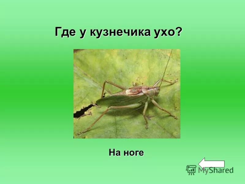 у кузнечика уши на ногах. где у кузнечика ухо ответ. у кузнечика уши на ногах. где у кузнечика ухо ответ. у кузнечика уши на ногах.