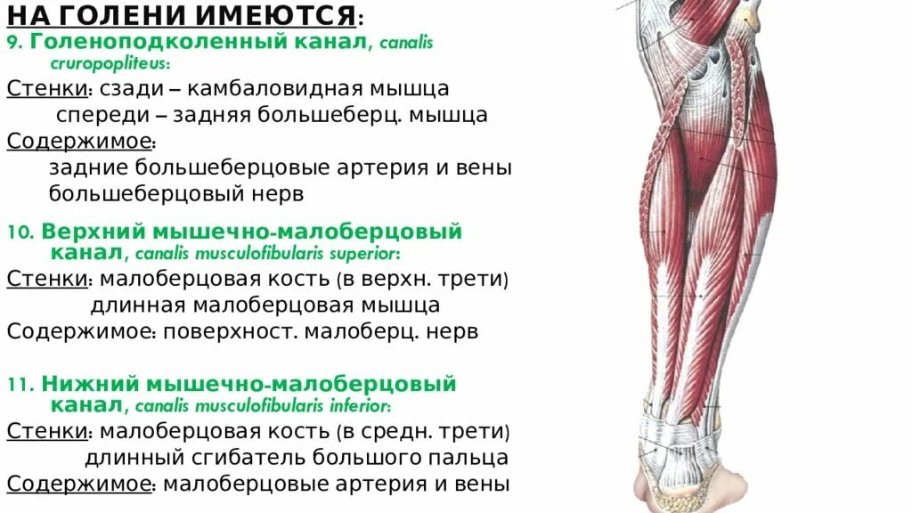 Топография голеноподколенного канала. Голенно подколенный канал стенки. Canalis cruropopliteus стенки. Стенки голеноподколенного канала Грубера.