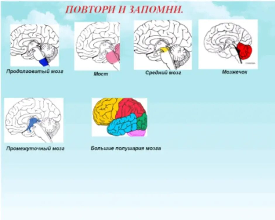 Головной мозг биология 8 класс конспект. Схема мозга 8 класс. Строение мозга биология 8. Строение головного мозга 8 класс.