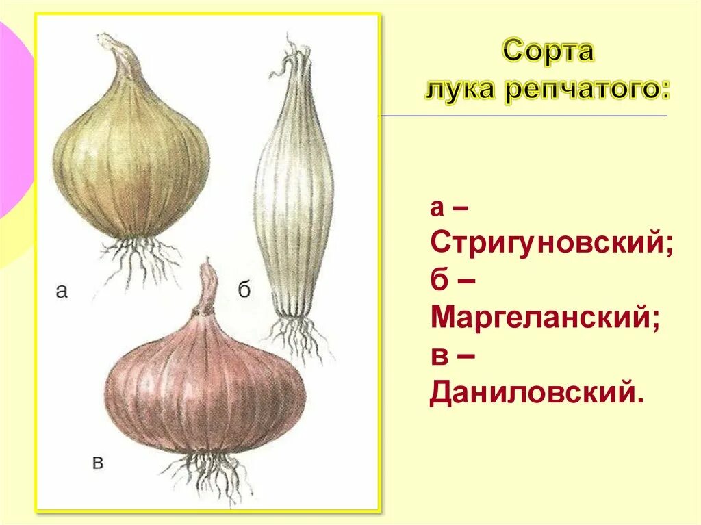 Форма луковицы. Строение и формы луковицы:.