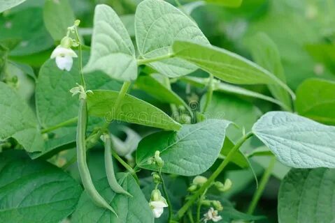 Bean plant
