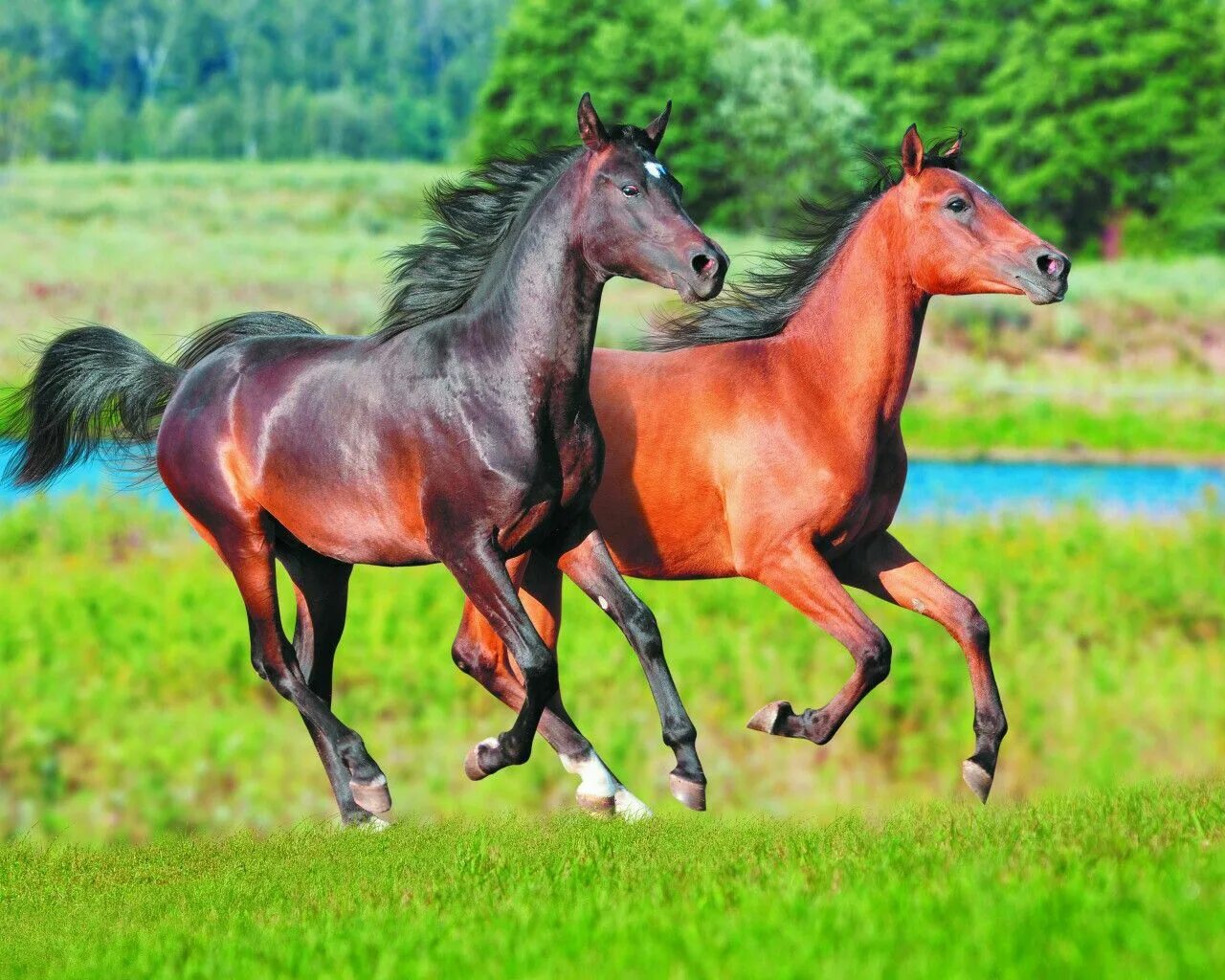 Two horse. Лошадь бежит. Две лошади. Красивые лошади. Пара лошадей.