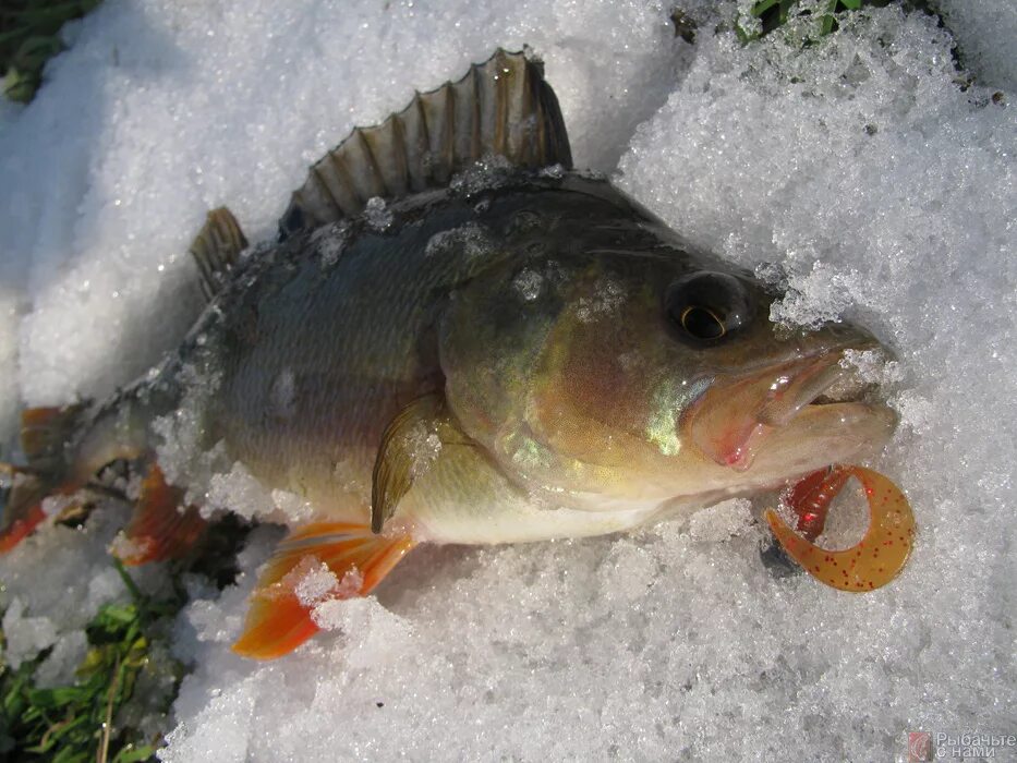 Судак на джиг. Зимний джиг со льда. Подледный джиг. Зимний джиг со льда. Джиг зимой.