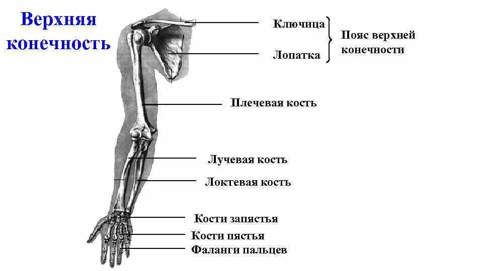 Верхние конечности туловища. Кости пояса верхней конечности. Строение костей верхней конечности анатомия. Строение пояса верхних конечностей анатомия. Из каких костей состоит пояс верхних конечностей.