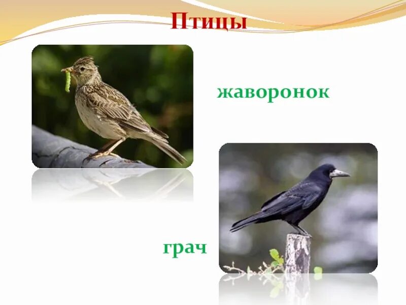 Животные поля 2 класс окружающий мир