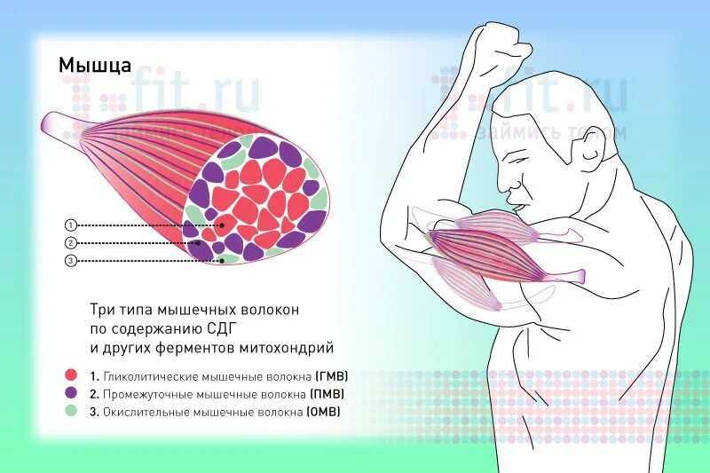 Как растут мышцы при тренировках. Тренировка окислительных мышечных волокон. быстрые и медленные мышечные волокна. строение мышцы. быстрые и медленные мышцы.
