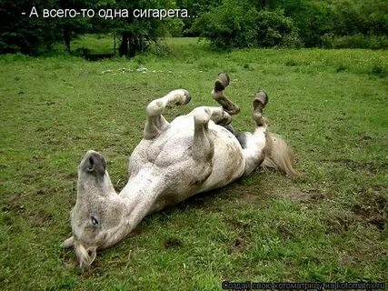 Бред сивой кобылы