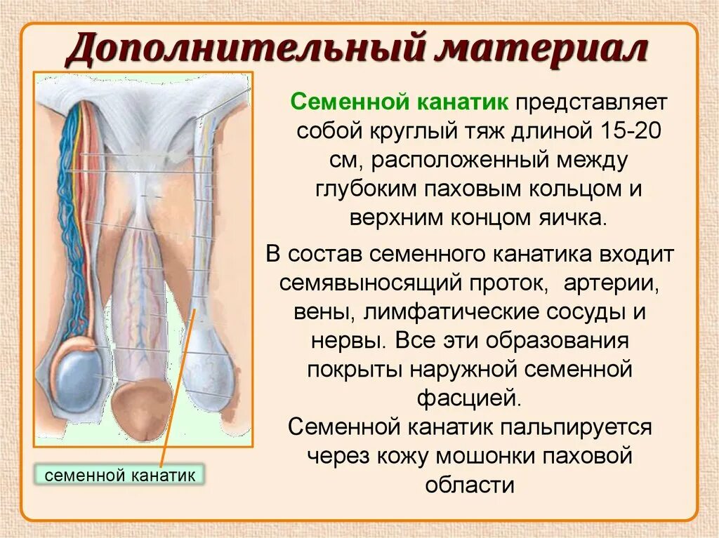 Мужской семенной канатик. Структуры семенного канатика. Состав семенного канатика.