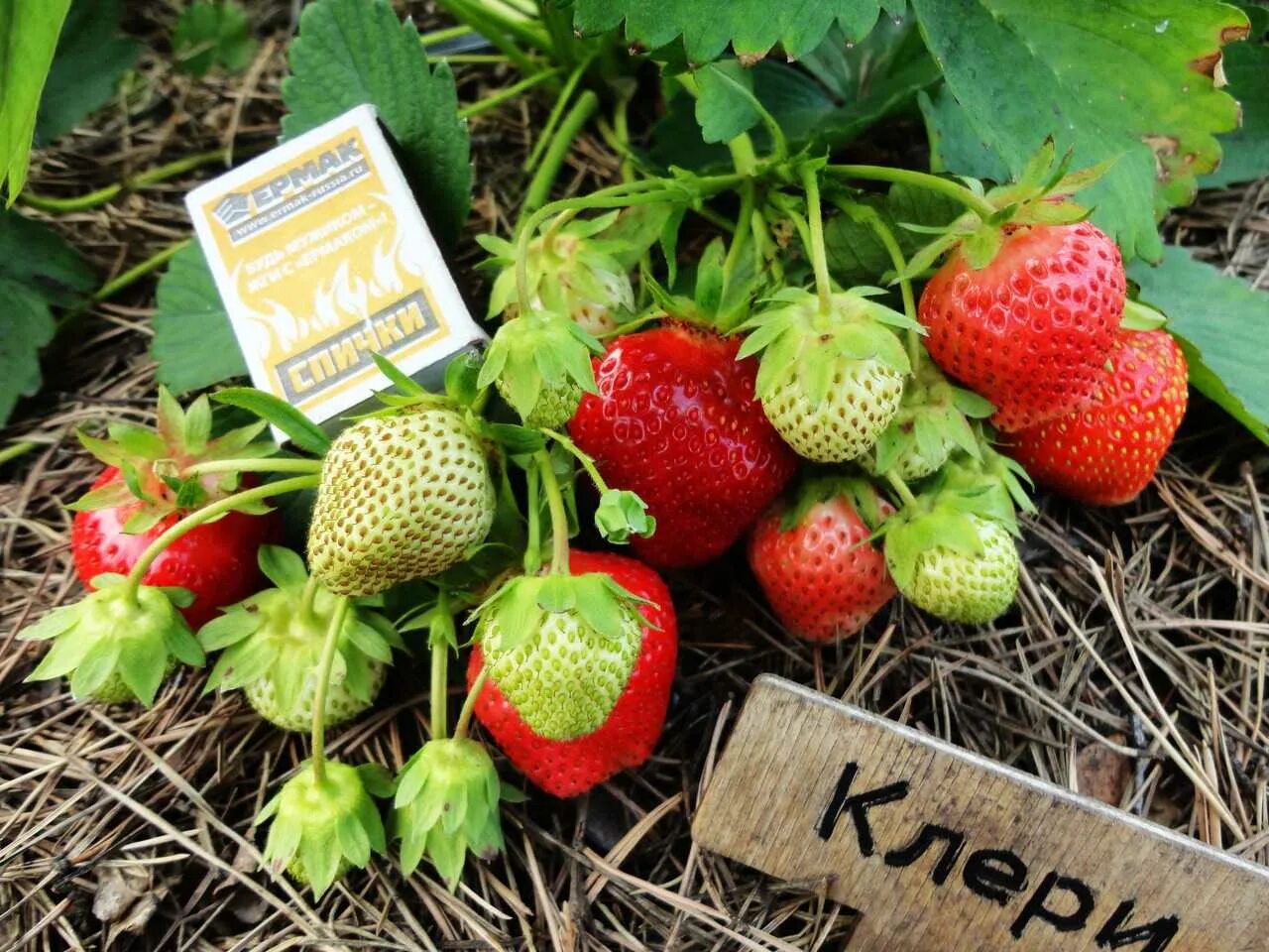 Земляника садовая клери. Земляника садовая клери. Земляника клери. Рассада клубники клери. Клубника клери азия.
