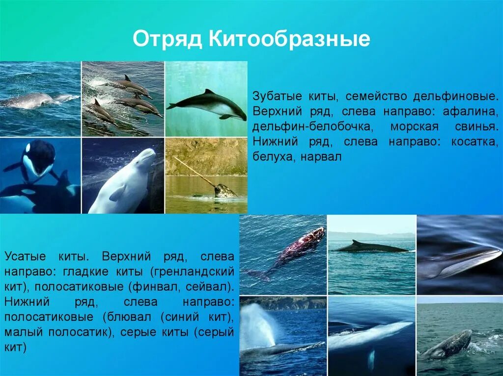 Обитание китообразных