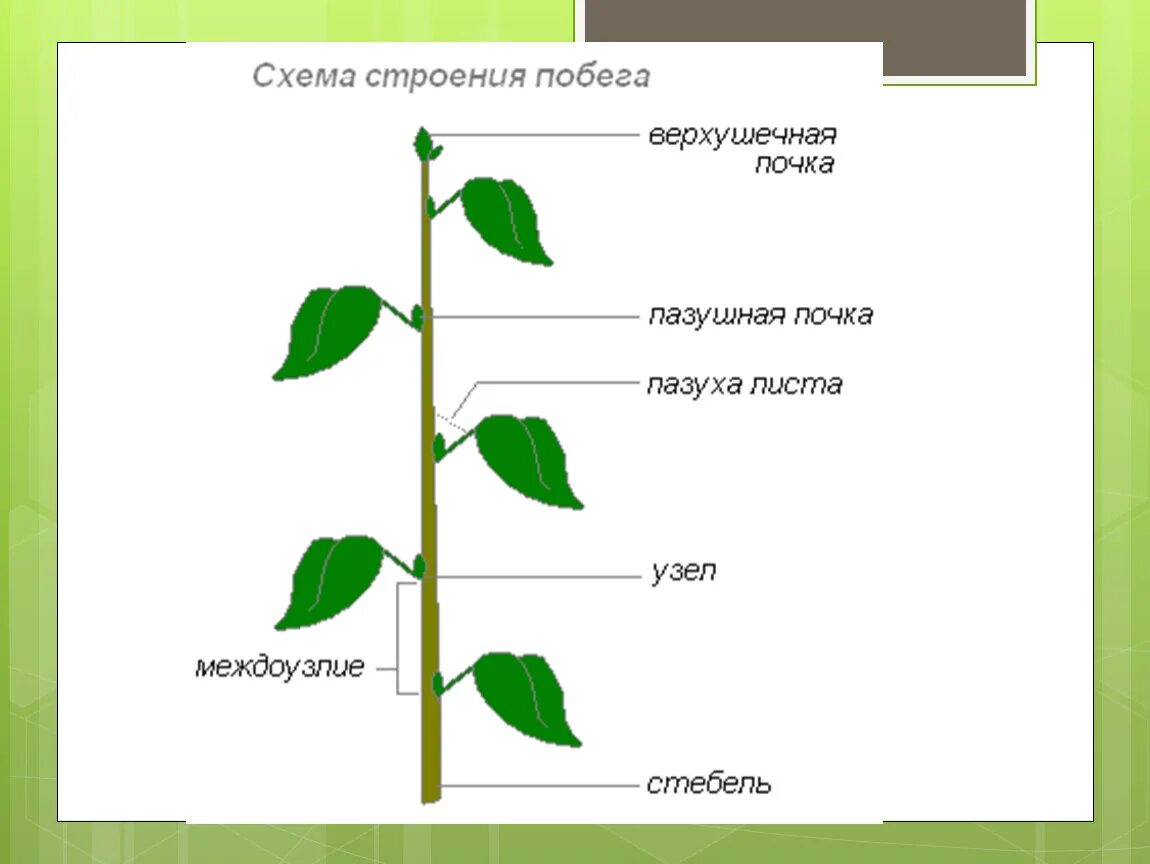 Побег строение побега. Строение побега цветкового растения рисунок. Схема строения побега. Строение побега 6 класс.