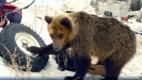 Ранивший медведя