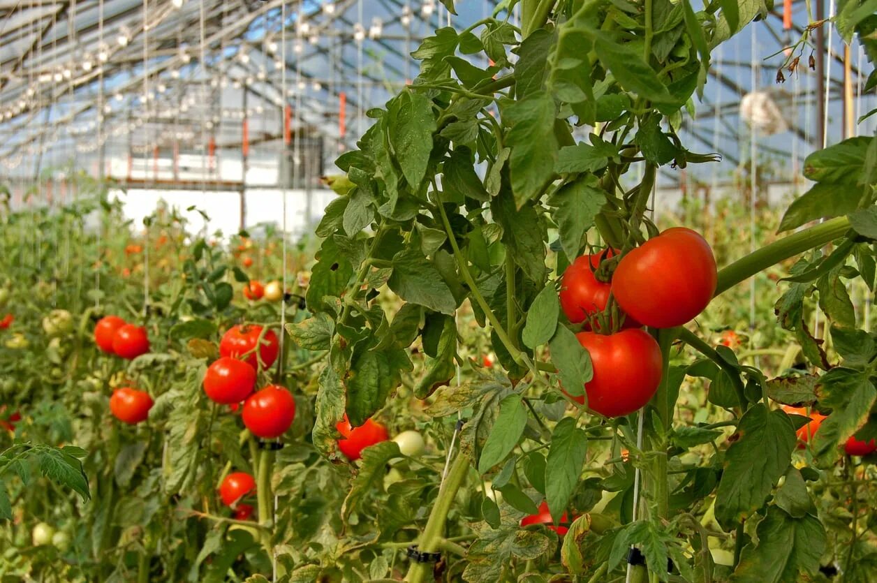 Tomato grow