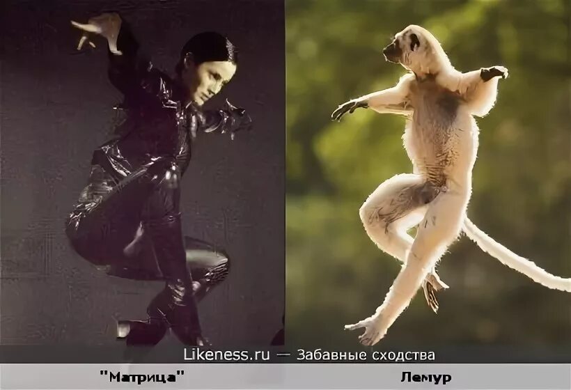 Грация животных фото. Позу какого животного копируют. Жирафы спят стоя. Лань и антилопа. Собака йога.