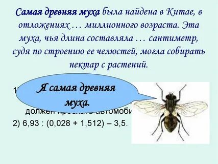 Муха длина