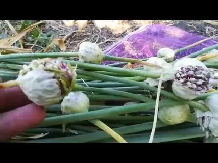 Зимний чеснок посадка и уход